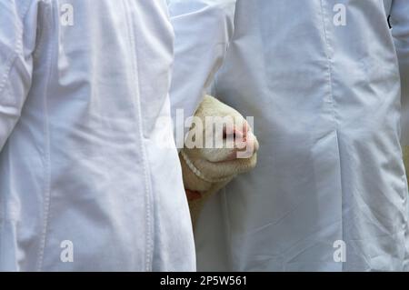 Umfrage Doset und Dorset Horn jährliche Schafschau. Exeter Viehmarkt Mai. Schaf im Schauring mit der Handlerin, die ihre Nase zeigt. Stockfoto