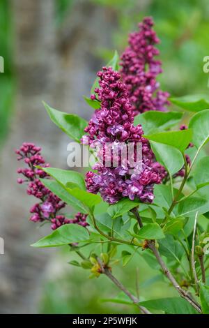 Syringa vulgaris Charles Joly, Lila Charles Joly, Milchstrauch, Panikel aus tiefem Rot-Lila, doppelte Blüten Stockfoto