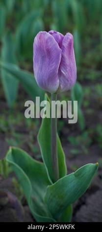 Lila Tulpennahaufnahme auf unscharfem grünen Hintergrund. Bio-Garten Stockfoto