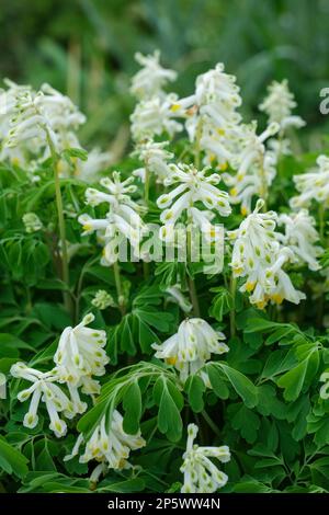 Corydalis ochroleuca, Pseudofumaria alba, klumpenbildend, immergrün, ganzjährig, Blumen, Weiß mit gelben Kehlen Stockfoto