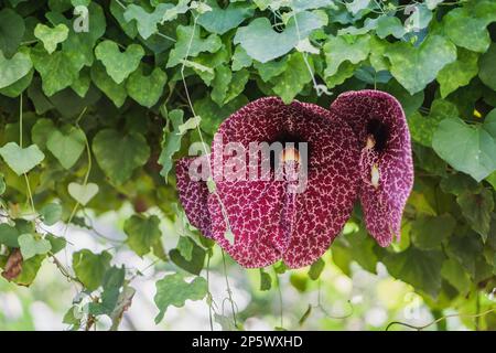 Riesige Pelikanblume (brasilianische Holländerpfeife) im Park Stockfoto