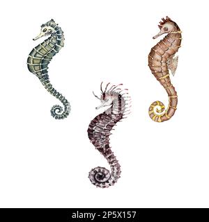 Set aus orangefarbenen, blauen und braunen Seepferdchen. Aquarelldarstellung. Stockfoto