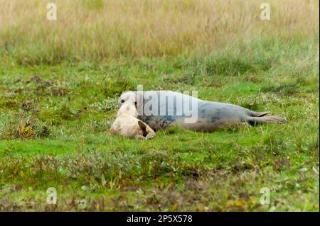 Grey Seal & Hündchen in Donna NOOK Lincolnshire Stockfoto