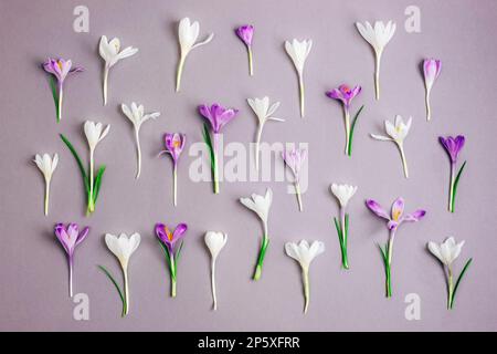 Festlicher Blumenhintergrund mit weißen und violetten Krokussen auf grauem Hintergrund. Frühjahrsferien-Konzept. Stockfoto