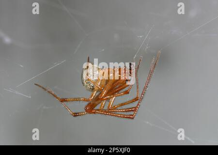 Hausspinne, amerikanische Hausspinne, amerikanische Hausspinne, Hausspinne (Parasteatoda tepidariorum, Achaearanea tepidariorum), Stockfoto