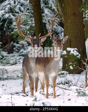 Damhirsch (Dama dama, Cervus dama), Damhirsch mit Hintern in einem verschneiten Winterwald, Vorderansicht, Deutschland Stockfoto