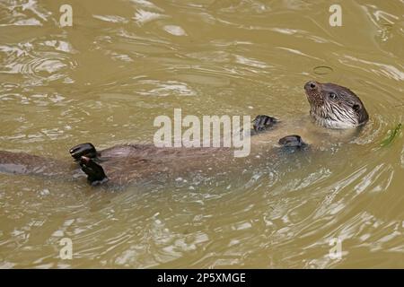 Europäischer Flussotter, Europäischer Otter, eurasischer Otter (Lutra lutra), schwimmt auf seinem Rücken im Wasser, Seitenansicht, Deutschland Stockfoto