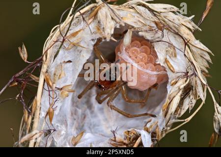 Zwei-Klauen-Jagdspinne, Sackspinne (Cheiracanthium erraticum), offen gewebt, weiblich mit Kokon und Eiern, Deutschland Stockfoto