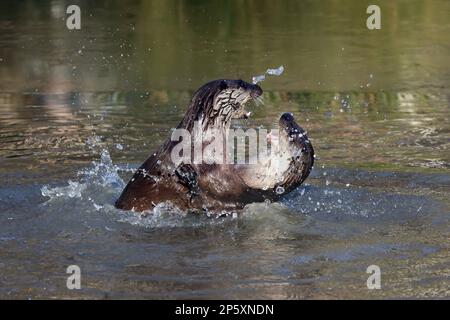 Europäischer Flussotter, Europäischer Otter, eurasischer Otter (Lutra lutra), zwei Otter, die im Wasser herumhüpfen, Seitenblick, Deutschland Stockfoto