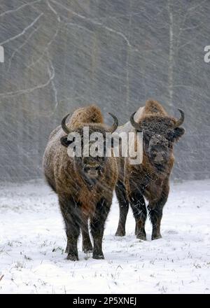 Europäischer Bison, weiser (Bison Bonasus), zwei Weisheiten, die sich im Schneewetter zusammentun, Vorderansicht, Deutschland Stockfoto