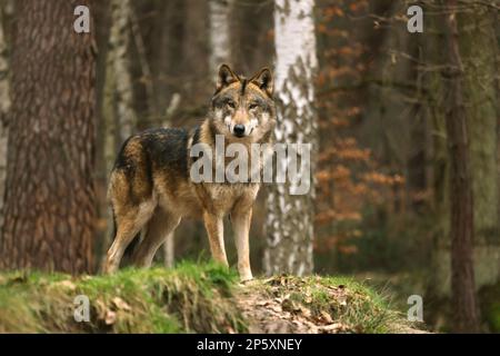 Europäischer grauer Wolf (Canis lupus lupus), männlicher Wolf in einer Waldrodung im Winter, Deutschland Stockfoto