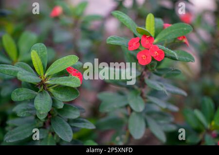 Euphorbia mili rot mit wunderschönen Blüten in Blüte. Dornröte Zierpflanze.POI Sian Tree.POI Sian hat den wissenschaftlichen Namen Euphorbia Milii D. Stockfoto