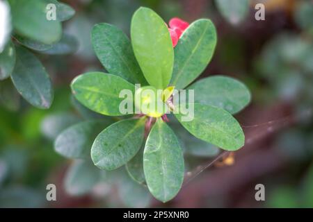 Euphorbia mili rot mit wunderschönen Blüten in Blüte. Dornröte Zierpflanze.POI Sian Tree.POI Sian hat den wissenschaftlichen Namen Euphorbia Milii D. Stockfoto