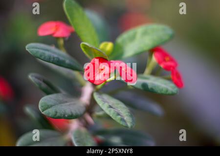 Euphorbia mili rot mit wunderschönen Blüten in Blüte. Dornröte Zierpflanze.POI Sian Tree.POI Sian hat den wissenschaftlichen Namen Euphorbia Milii D. Stockfoto