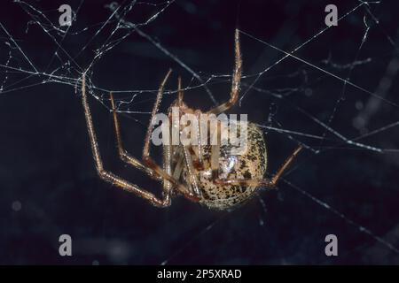 Hausspinne, amerikanische Hausspinne, amerikanische Hausspinne, Hausspinne (Parasteatoda tepidariorum, Achaearanea tepidariorum), Stockfoto
