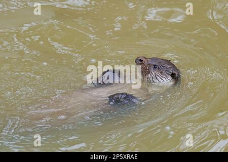 Europäischer Flussotter, Europäischer Otter, eurasischer Otter (Lutra lutra), schwimmt auf seinem Rücken im Wasser, Seitenansicht, Deutschland Stockfoto