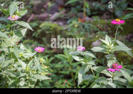 Wunderschöne rosafarbene Sonnenblumen (Helianthus annuus), die in einem Garten wachsen, der aus einem engen Winkel mit verschwommenem Hintergrund aufgenommen wurde Stockfoto