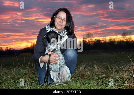 Englischer Zeiger (Canis lupus f. familiaris), Zeiger mit Geliebter auf einer Wiese am Abend Stockfoto