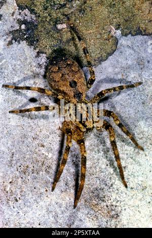 Spiny falsche Wolfsspinne (Zoropsis spinimana), Draufsicht, Deutschland Stockfoto