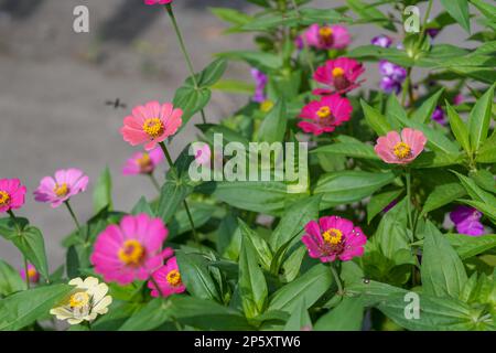 Wunderschöne rosafarbene Sonnenblumenblüten vor einem unscharfen Hintergrund im negativen Raum Stockfoto