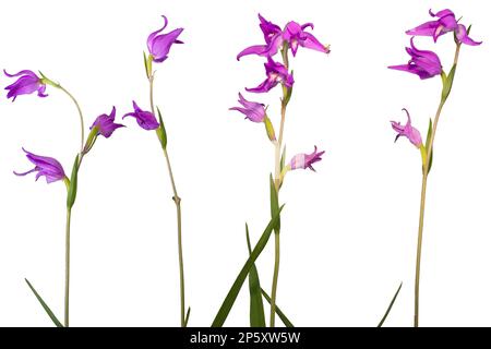 Rotes Helleborin (Cephalanthera rubra), blühend, Ausschnitt, Österreich Stockfoto