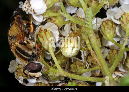 Rot-weiße Spinne, gewöhnliche Bonbons-gestreifte Spinne, Kammfüßspinne (Enoplognatha ovata, Enoplognatha lineata, Theridion redimitum), bei weiß Stockfoto