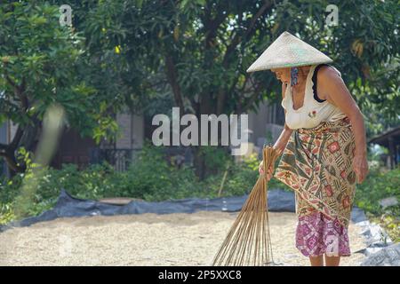Eine alte asiatische Frau trocknet die geernteten Reissaaten in der heißen Sonne Stockfoto