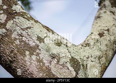 Y-verzweigter strukturierter Mangobaumstamm mit unscharfen grünen Blättern auf dem Hintergrund Stockfoto