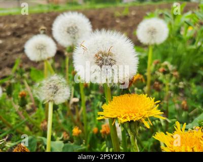 Löwenzahnblumen wachsen auf der Wiese. Frühlingslandschaft. Stockfoto