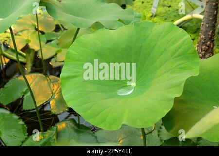 Wassertröpfchen auf Lotusblättern. Wunderschöne grüne Blätter von Wasserpflanzen. Stockfoto