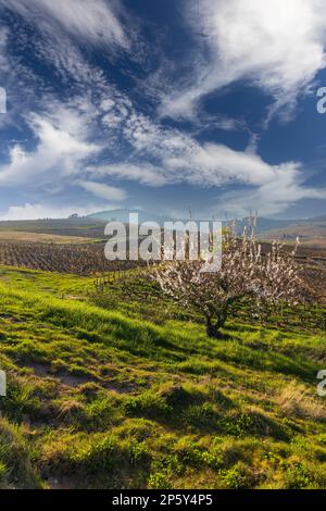 Spring Vineyards in der Nähe von Chenas in Beaujolais, Burgund, Frankreich Stockfoto