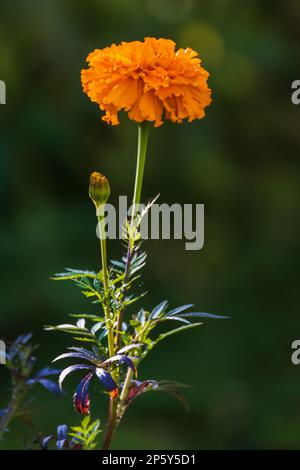 An einem Sommertag wachsen leuchtende orangefarbene Blüten in einem Garten, Nahaufnahmen mit selektivem Weichzeichner. Tagetes ist eine Gattung von jährlich oder ganzjährig, meist h Stockfoto