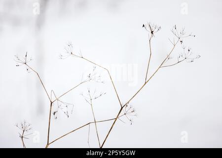 Gefrorene trockene Regenschirmblumen mit Frost an einem kalten Wintertag, Nahaufnahme mit selektivem Fokus, abstrakter natürlicher Hintergrund Stockfoto