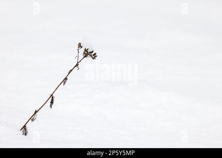 Trockene gefrorene Pflanzen stehen tagsüber in einer Schneeverwehung, Nahaufnahme mit selektivem Weichzeichner, natürlicher Winterhintergrund Stockfoto