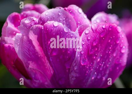 Makroaufnahme von Tulpe mit Wassertropfen, Blumengarten Keukenhof, Lisse, Niederlande Stockfoto