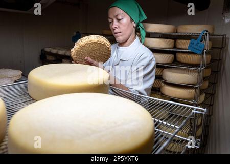 Elena bei der Arbeit, die den Reifeprozess steuert. Käserei, Formatgeria Mas d´Eroles, handwerkliche Käserei, Adrall Dorf, Alt Urgell, Lleida, Kat Stockfoto