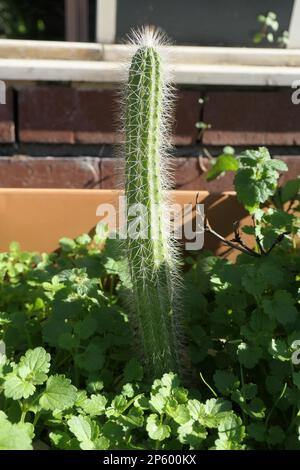 Ein großer, dünner Kaktus, der aus dem grünen Gras steigt Stockfoto