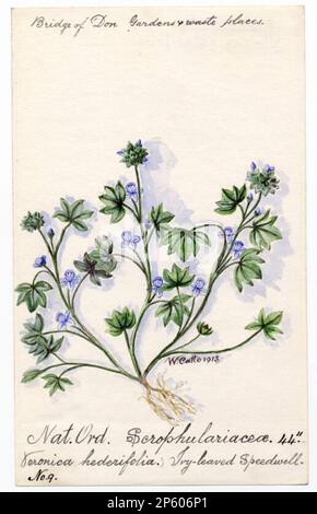 Ivy-Leaved Speedwell (Veronica hederifolia), William Catto (Aberdeen, Schottland, 1843 - 1927) 1913 Stockfoto