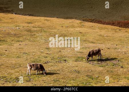 Kühe und 'Estany Llong', Llong See, Aigüestortes i Estany de Sant Maurici Nationalpark, Pyrenäen, Provinz Lleida, Katalonien, Spanien. Stockfoto