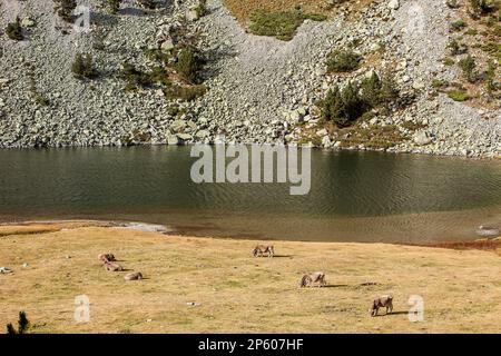 Kühe und 'Estany Llong', Llong See, Aigüestortes i Estany de Sant Maurici Nationalpark, Pyrenäen, Provinz Lleida, Katalonien, Spanien. Stockfoto