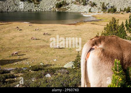 Kühe und 'Estany Llong', Llong See, Aigüestortes i Estany de Sant Maurici Nationalpark, Pyrenäen, Provinz Lleida, Katalonien, Spanien. Stockfoto