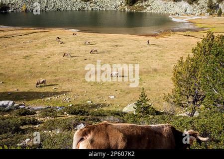 Kühe und 'Estany Llong', Llong See, Aigüestortes i Estany de Sant Maurici Nationalpark, Pyrenäen, Provinz Lleida, Katalonien, Spanien. Stockfoto