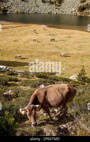 Kühe und 'Estany Llong', Llong See, Aigüestortes i Estany de Sant Maurici Nationalpark, Pyrenäen, Provinz Lleida, Katalonien, Spanien. Stockfoto