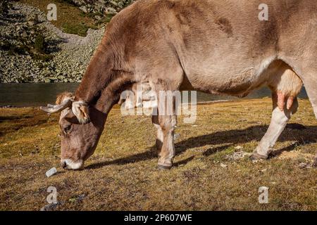 Kühe in der Nähe von Estany Llong, Llong-See, Aigüestortes i Estany de Sant Maurici-Nationalpark, Pyrenäen, Provinz Lleida, Katalonien, Spanien. Stockfoto