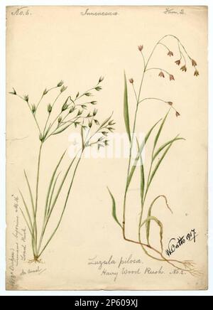 Krötenrausch und Hairy Wood Rush (Luzula pilosa), William Catto (Aberdeen, Schottland, 1843 - 1927) 1917 Stockfoto