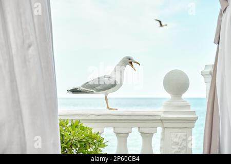 Anmutige Möwen stehen auf antikem Geländer der Hotelterrasse vor dem ruhigen Meer. Ein neugieriger Vogel besucht das Restaurant im Ocean Resort Stockfoto