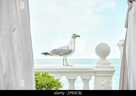 Anmutige Möwen stehen auf antikem Geländer der Hotelterrasse vor dem ruhigen Meer. Ein neugieriger Vogel besucht das Restaurant im Ocean Resort Stockfoto