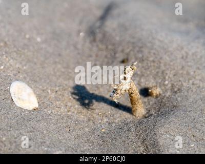 Sandmauerwurm, Lanice conchilega, Rohr aus zementierten Sandkörnern und Muschelfragmenten mit Fransen, Waddensea, Niederlande Stockfoto