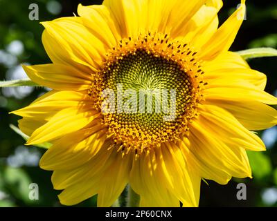 Sonnenblumenkopf, Helanthus annuus, horizontal Stockfoto