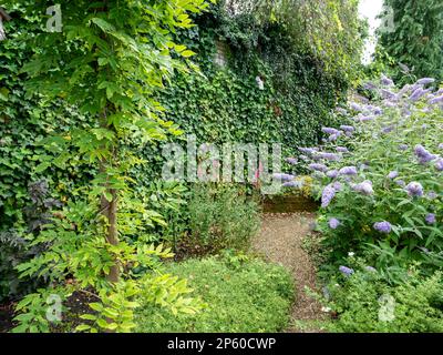 Kleiner Garten mit dicht bepflanzten einheimischen Pflanzen wie Efeu, Wisteria und Schotterweg im Sommer, Niederlande Stockfoto